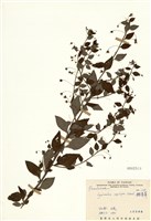 藏品(排香草)的圖片